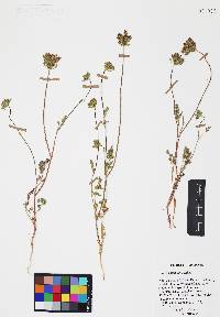 Daucus pusillus image