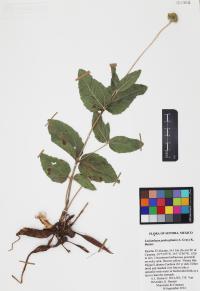 Lasianthaea podocephala image