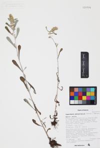Gamochaeta pensylvanica image