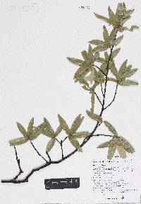 Quercus durifolia image