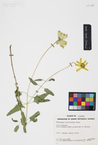 Heliopsis parvifolia image