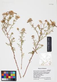 Machaeranthera tanacetifolia image