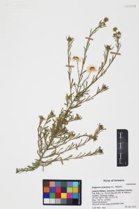 Erigeron arisolius image
