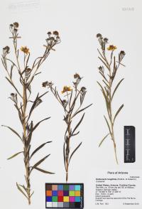 Heliomeris longifolia image
