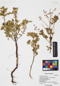 Flourensia cernua image