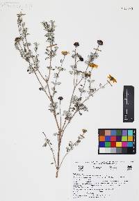 Calanticaria bicolor image