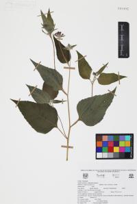 Lagascea decipiens image