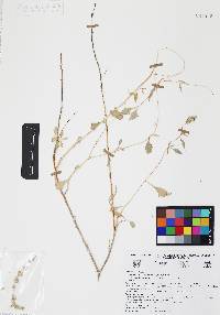 Atriplex barclayana image