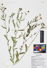 Erigeron strigulosus image
