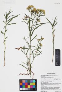Gymnosperma glutinosum image
