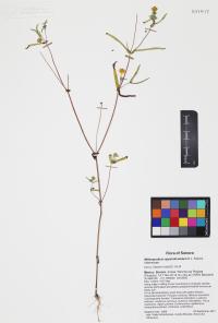 Melampodium appendiculatum image
