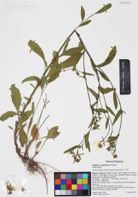 Erigeron strigulosus image