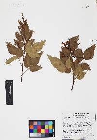 Rhus virens image