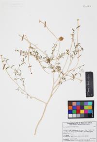 Encelia frutescens image