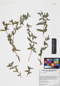 Eclipta prostrata image