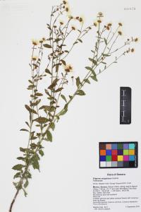 Erigeron strigulosus image