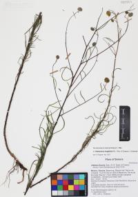Heliomeris longifolia image