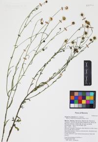 Erigeron arisolius image