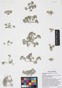Lasiopogon glomerulatus image