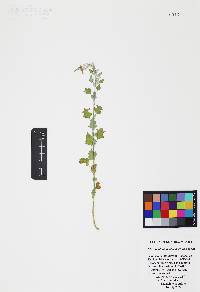 Chenopodium neomexicanum image