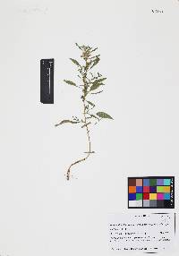 Amaranthus fimbriatus image