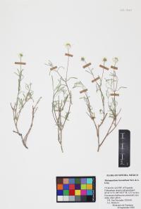 Melampodium leucanthum image