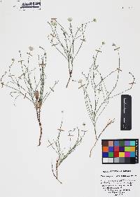 Chaetopappa ericoides image