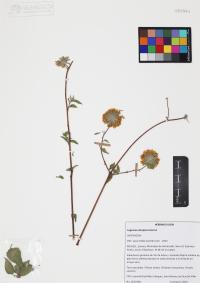 Lagascea decipiens image