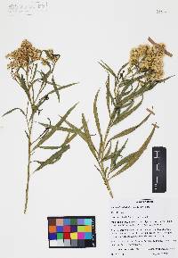 Baccharis salicifolia image