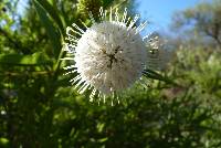 Cephalanthus salicifolius image