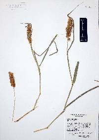 Cenchrus echinatus image