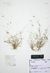 Bouteloua juncea image