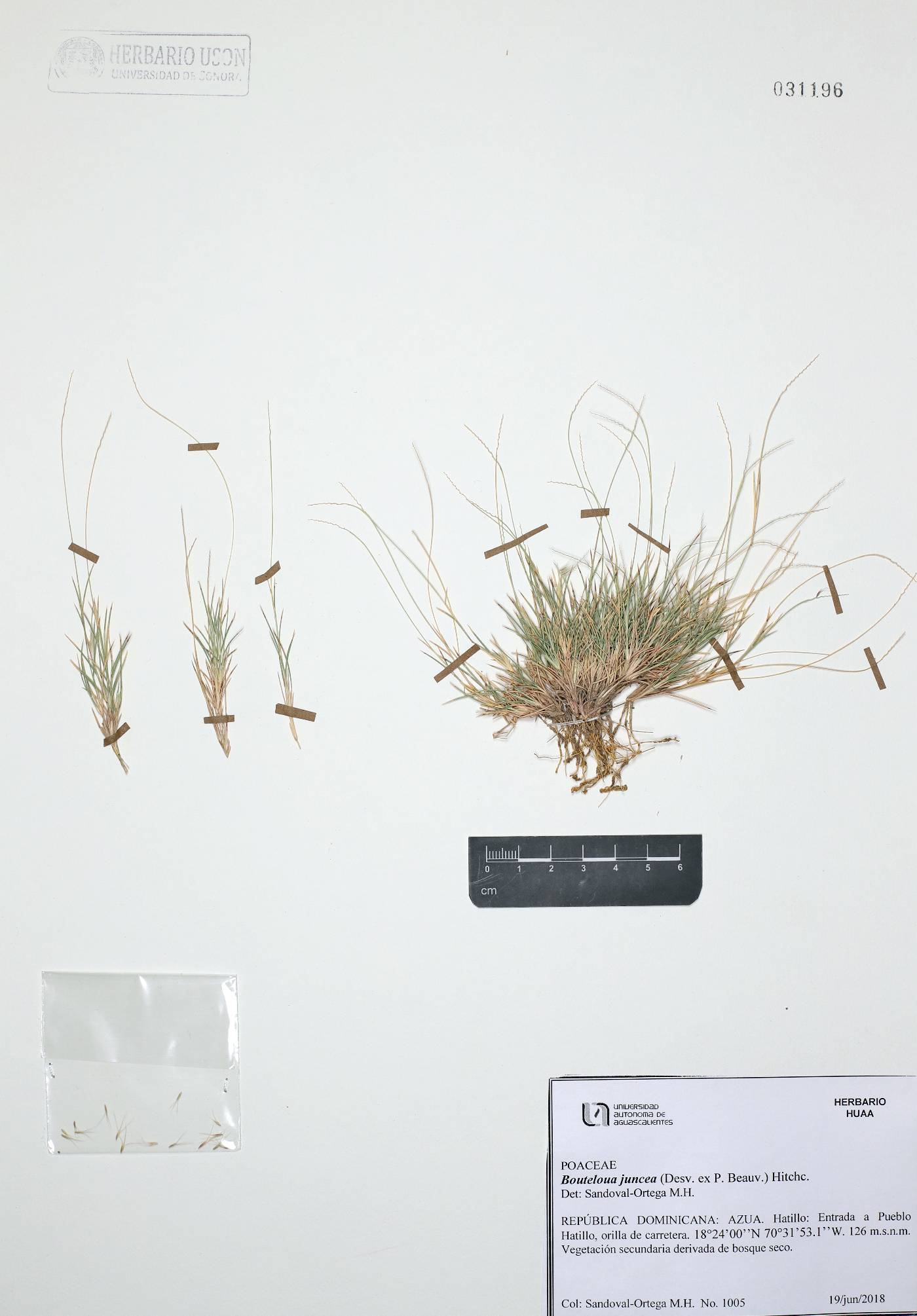 Bouteloua juncea image