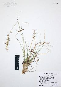 Bouteloua radicosa image