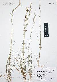 Bouteloua barbata var. rothrockii image