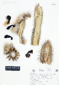 Pilosocereus chrysacanthus image