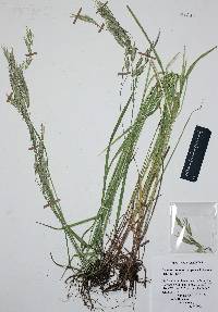 Bromus anomalus image