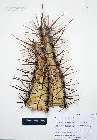 Ferocactus emoryi image