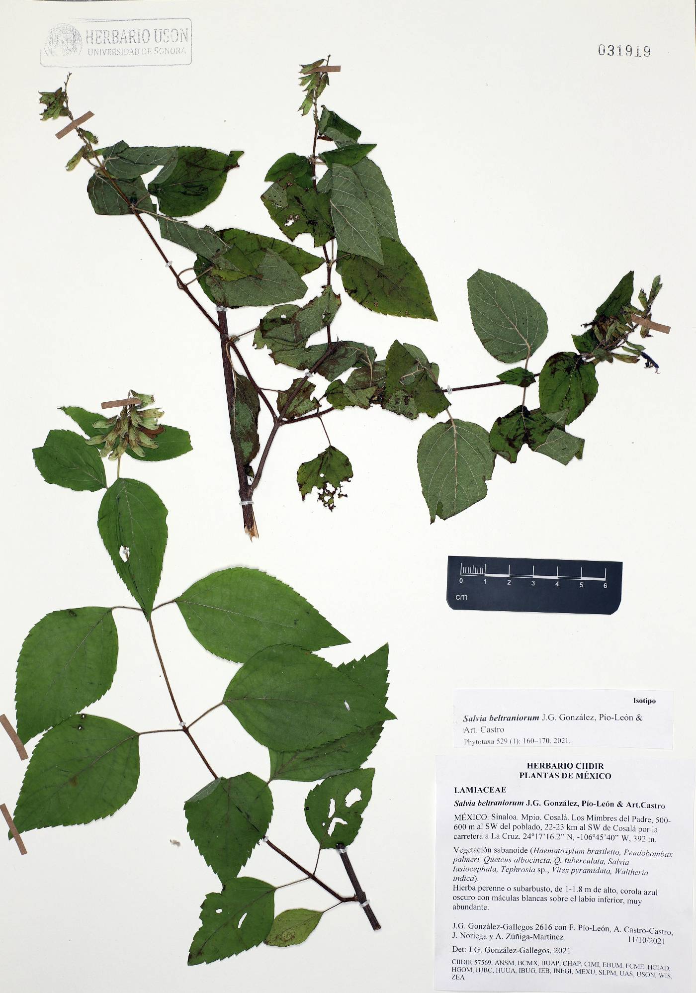 Salvia beltraniorum image
