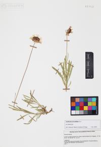 Gaillardia pinnatifida image