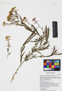Gymnosperma glutinosum image