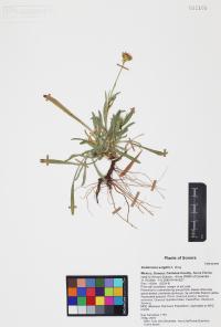Gutierrezia wrightii image