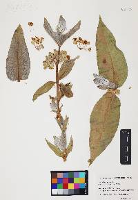 Asclepias erosa image