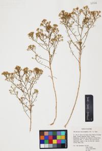 Gutierrezia microcephala image