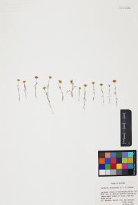 Lasthenia californica image