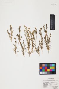 Matricaria discoidea image