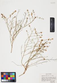 Ambrosia salsola image