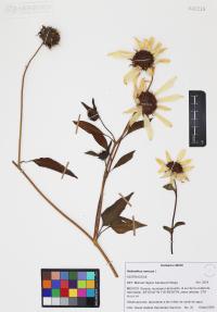 Helianthus annuus image