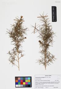 Ambrosia monogyra image