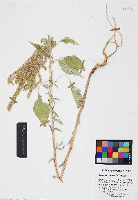 Amaranthus palmeri image